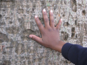 image of young person's hand on tree trunk
