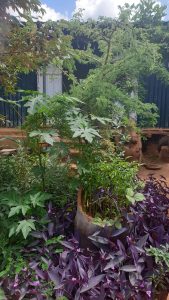 Image of green plants in a garden