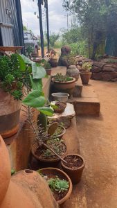 Images of plants, plant pots and ceramic sculpture
