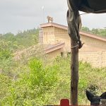 Image of a house. There is a baboon on the roof, his bum is facing the camers