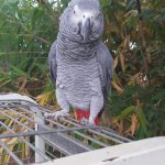 Image of an African grey parrot. He is standing on top of a cage and looking at the camers