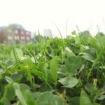 Looking for a four leaf clover
