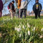 Snowdrops and football at New Hope Park